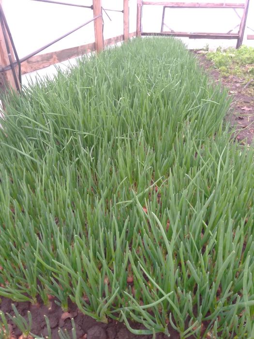 Зелена цибуля перо.