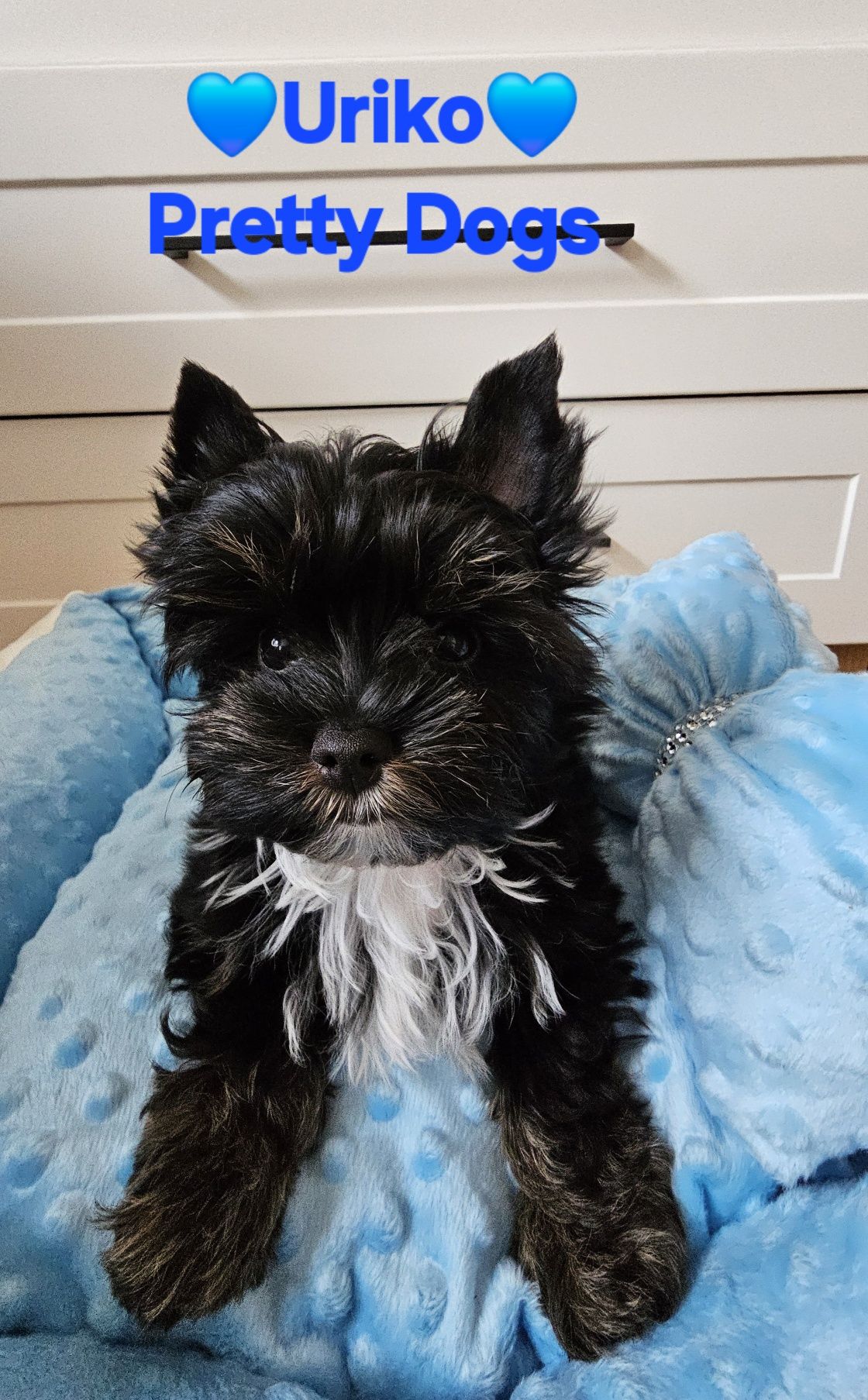 York piesek Yorkshire terrier