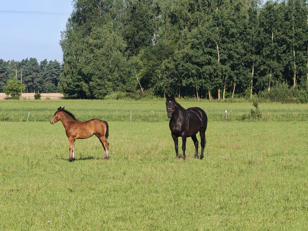 Klacz szlachetna połkrew + źrebica