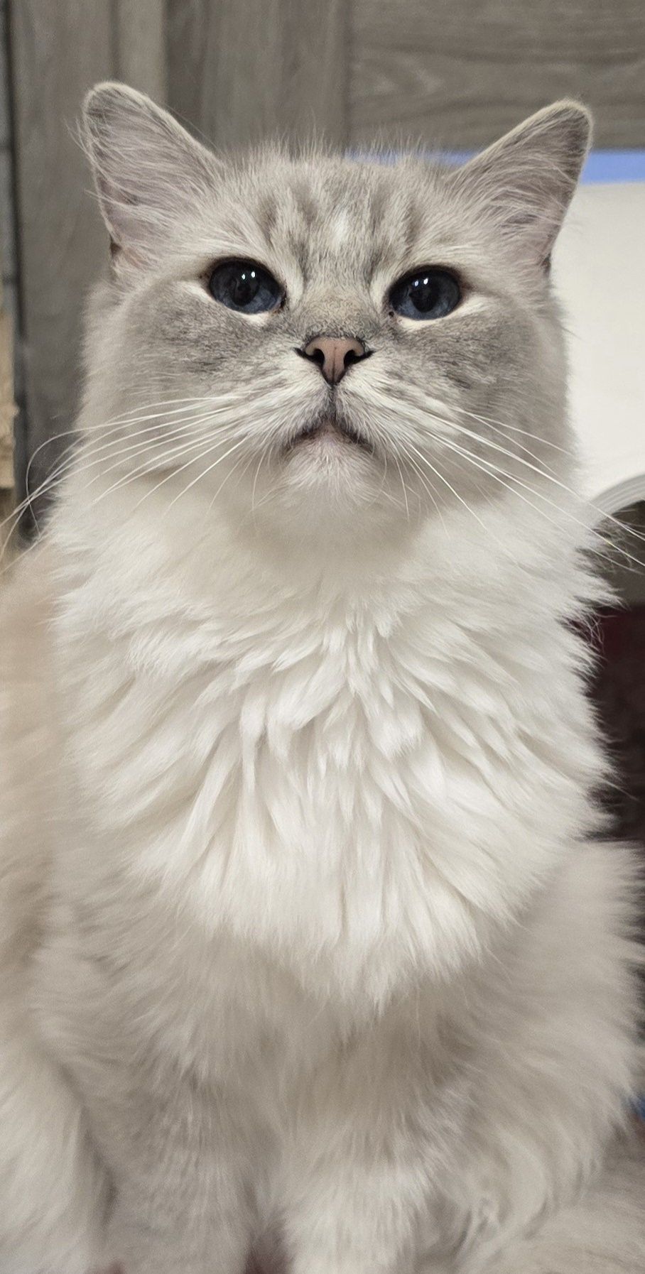 Kotka ragdoll dorosła