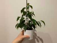 Fikus (Ficus) Benjamina — Daniel