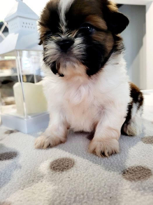 Sunia shih tzu rodowód chip wyprawka