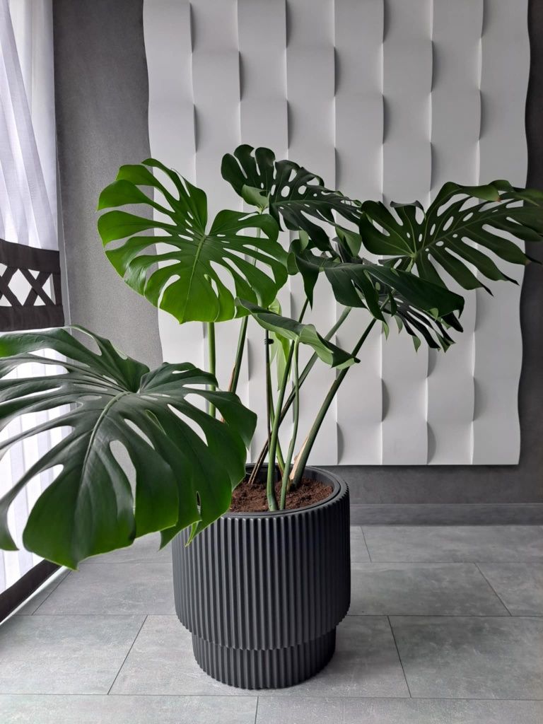 Duża, zdrowa Monstera Deliciosa wraz z doniczką
