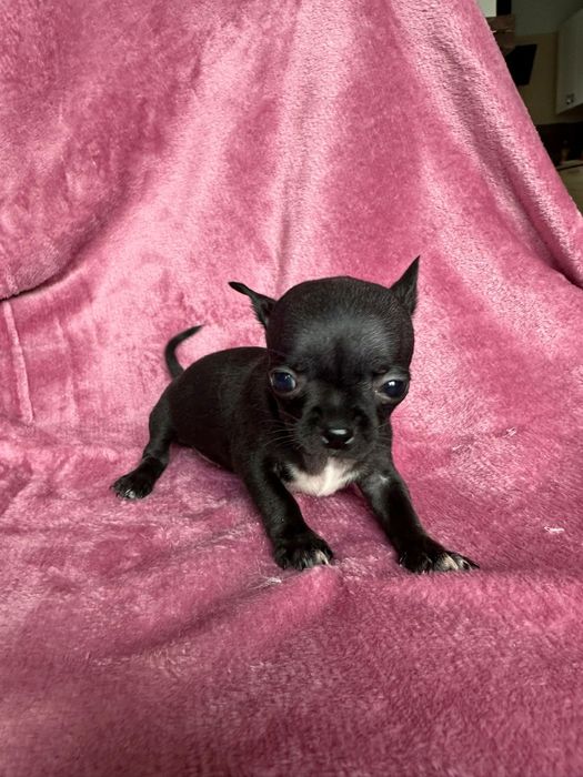 Chihuahua miniatureczka czarna dziewczynka krótkowłosa z rodowodem