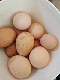 12 Ovos caseiros biológicos