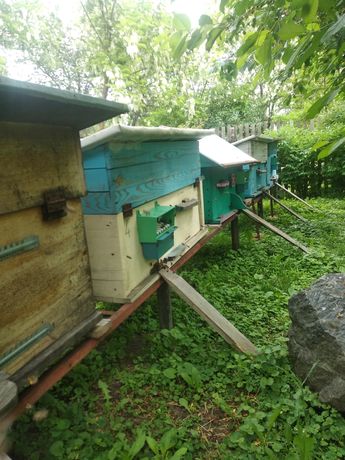 Мед, пчелы семьи, отводки, рои, улики