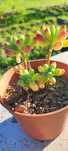 Planta suculenta