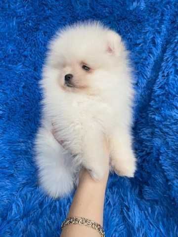 Sunia Szpic Miniaturowy Pomeranian  biała i biszkoptowa rozmiarze  XS.