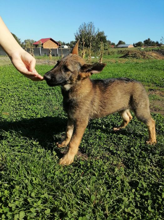 suczka owczarek niemiecki krótkowłosy