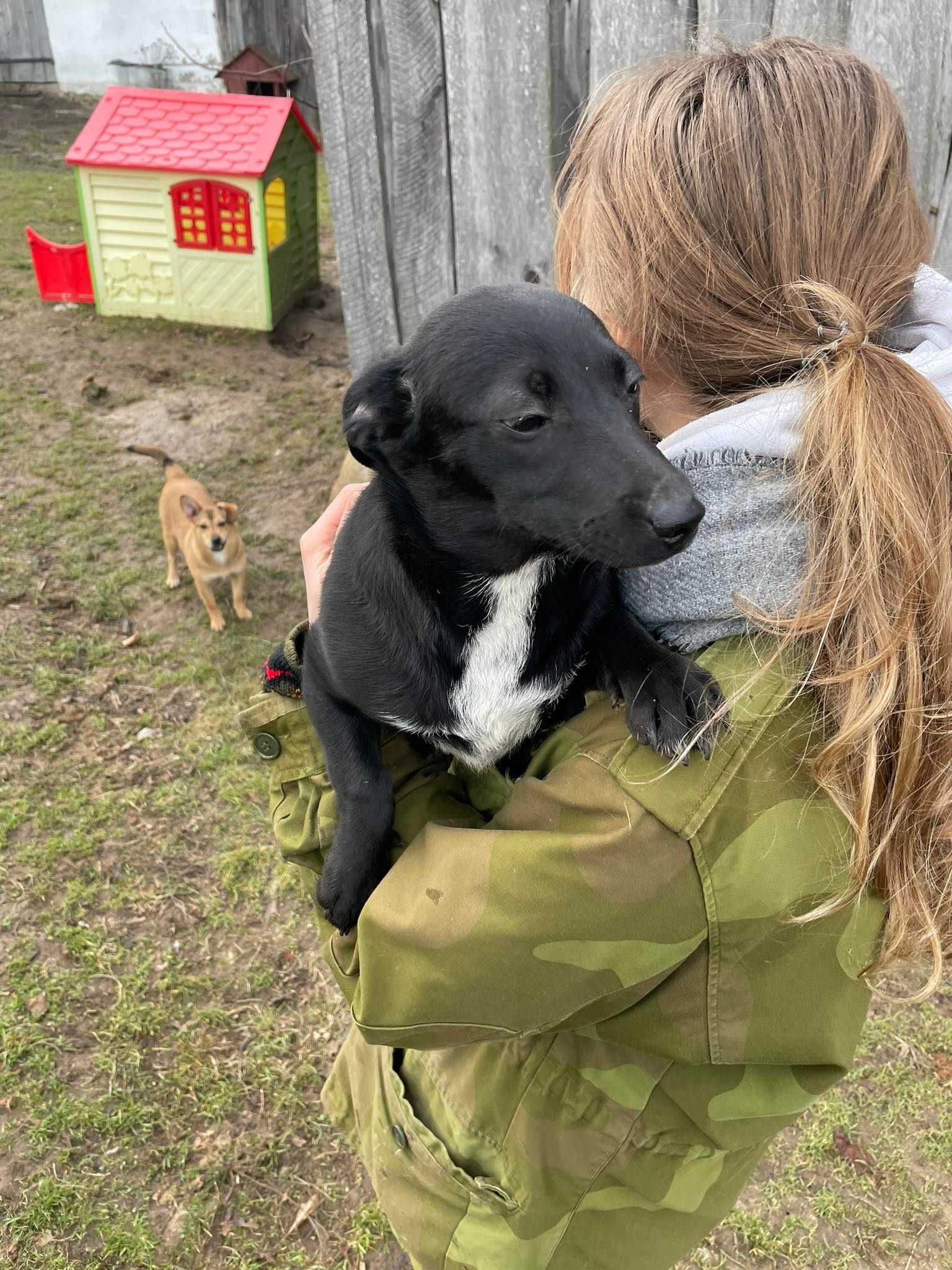 Adoptuj delikatne, spragnione kontaktu z człowiekiem psie dziecko!