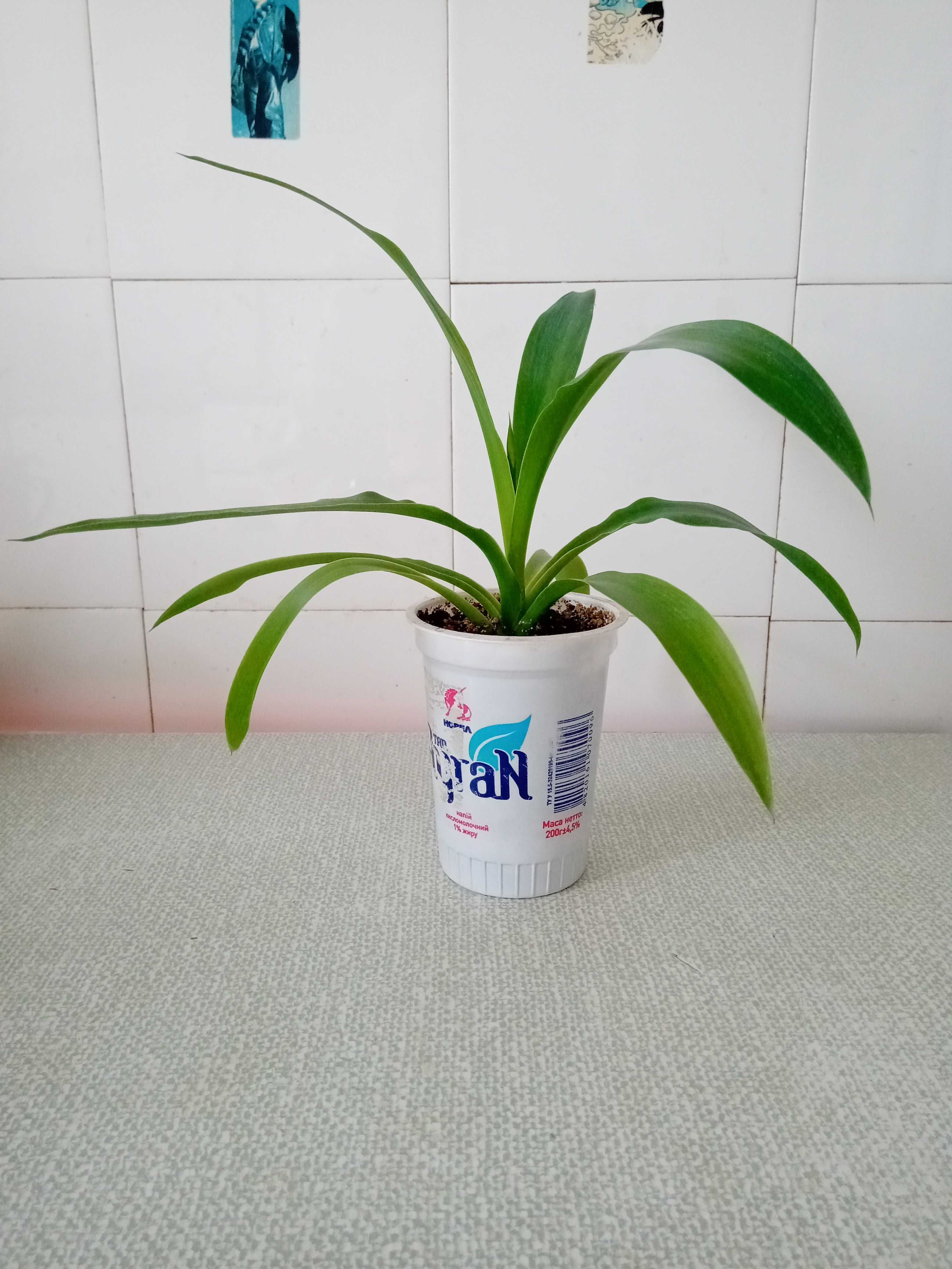 Юкка комнатная пальма молодое растение 1 шт