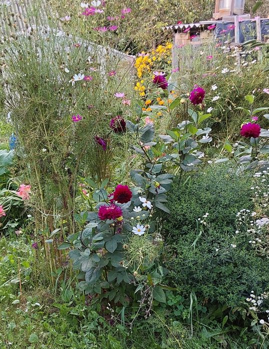 Корінь фіолетових жоржин. Корни георгин. Насіння мальви