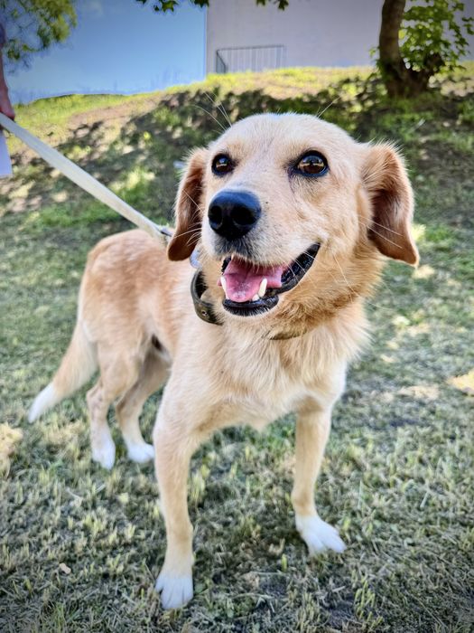 Рудий шукає дім!