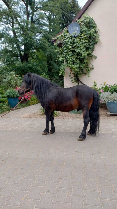 Kucyk szetlandzki ogierek