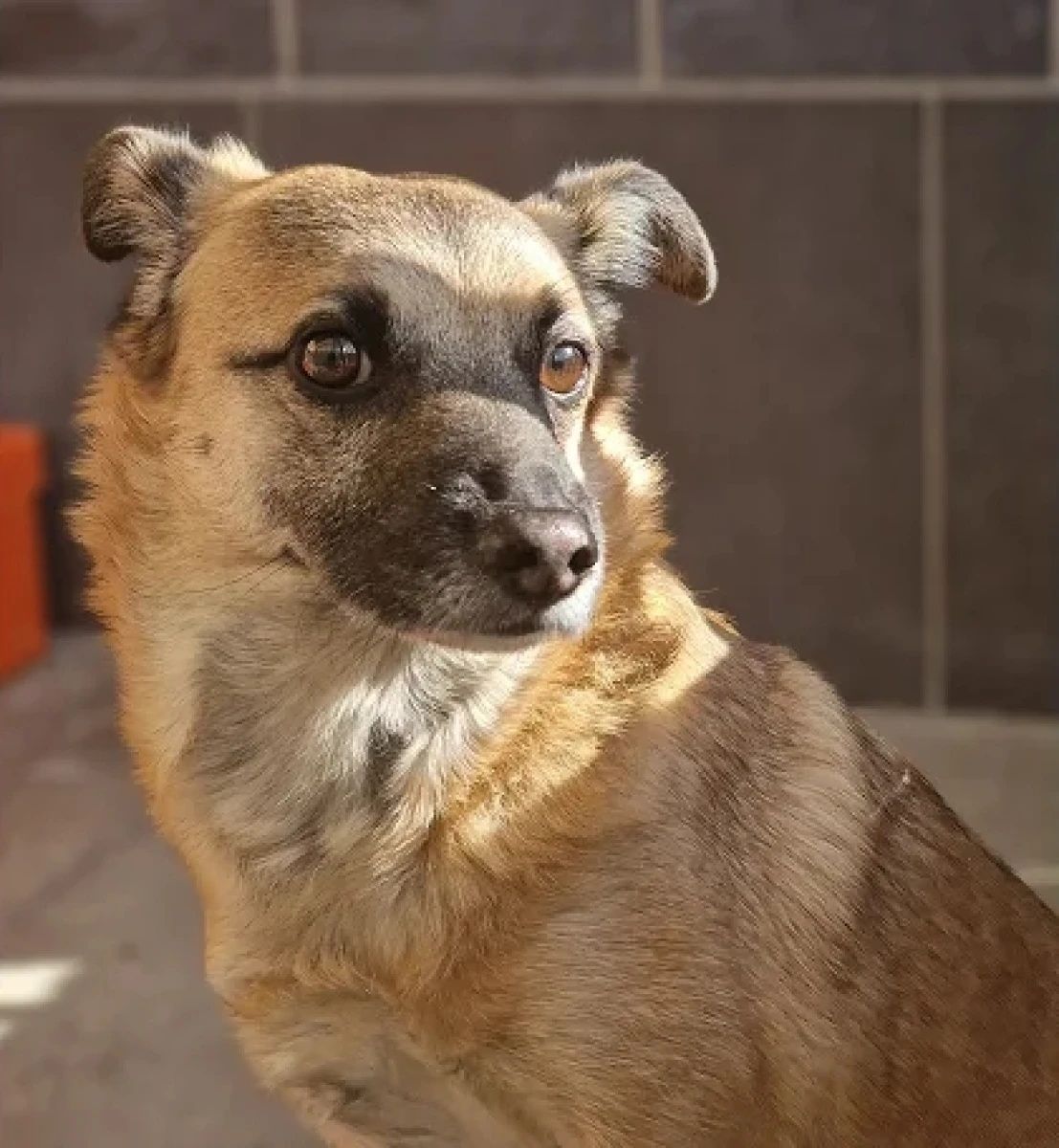 Piesek Piorun do adopcji!