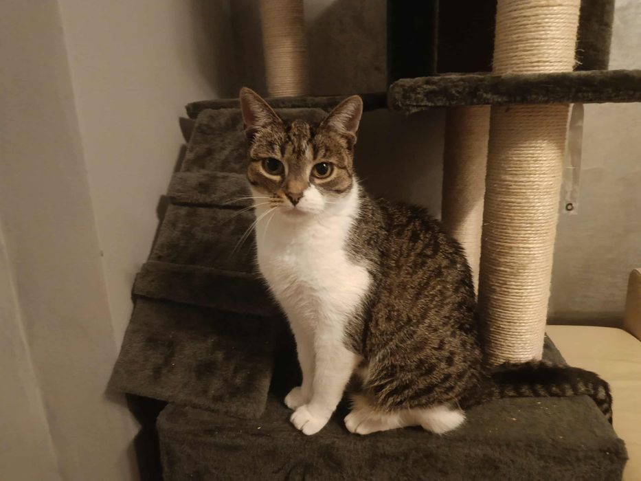 Mulan – dostojna dama z charakterem szuka spokojnego domu