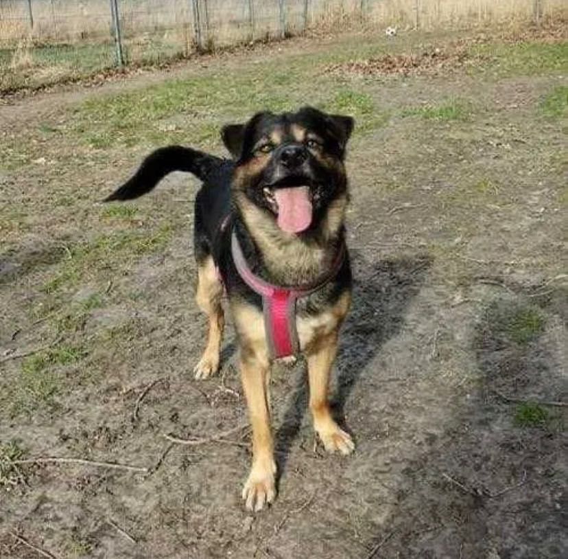 DOLAR i patyk do adopcji