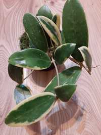 Piękna Hoya verticillata albomarginata (variegata).