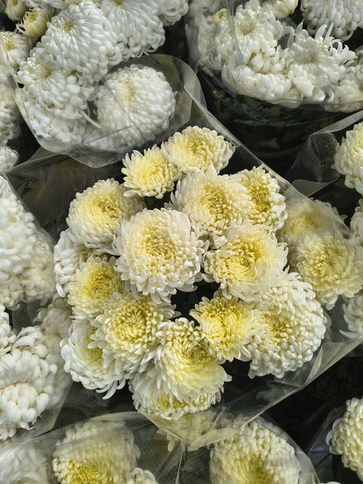 Chryzantemy wielkokwiatowe