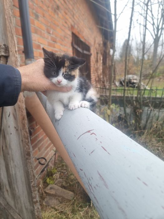 Oddam  male kotki kotek kocurki czarne i kolorowe
