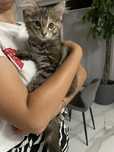 Kotka Maine Coon Kociak