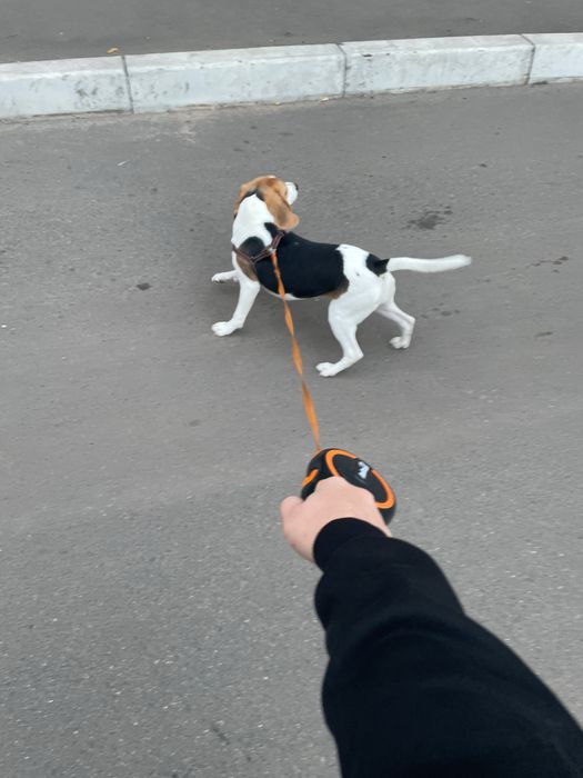 Собака, дівчинка бігль