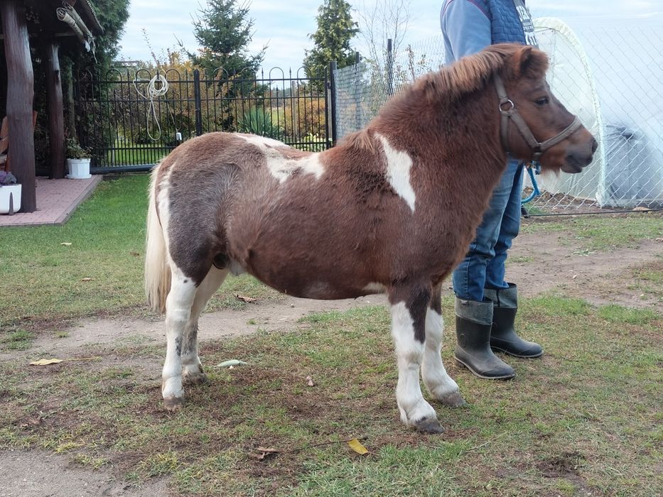 Sprzedam ogierka kucyka