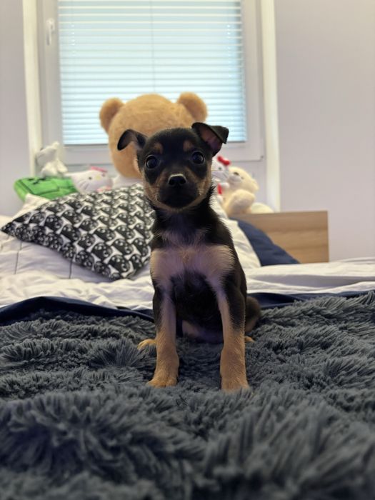 Pinczer Miniaturowy IKONA