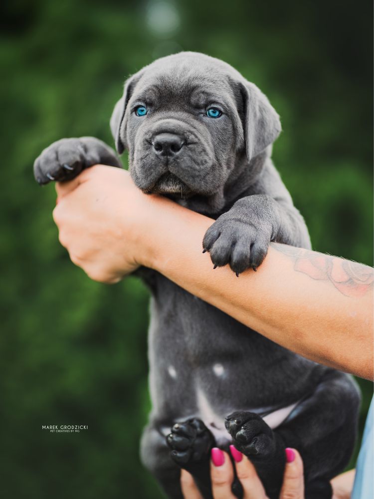 Cane Corso ZKwP/FCI Po pięknych i wyjatkowych rodzicach.