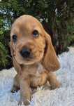 Cocker spaniel angielski suczka