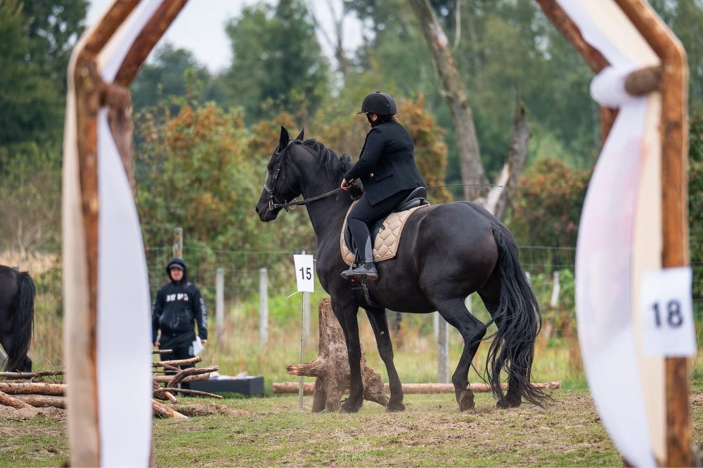 Dzierzawa koni, współdzierżawa klaczy