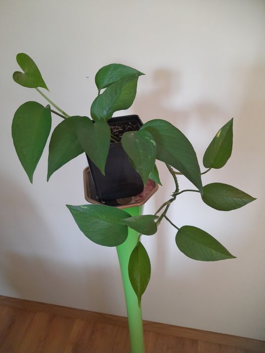 Skretniki,Monstera Monkey Mask,scindapsus,Epipremnum,trzykrotka, sanse