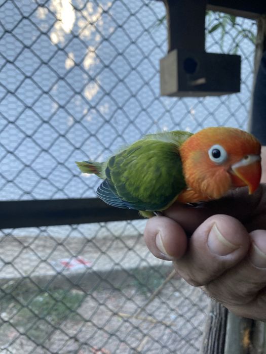 Agapornis fisheri opalinos