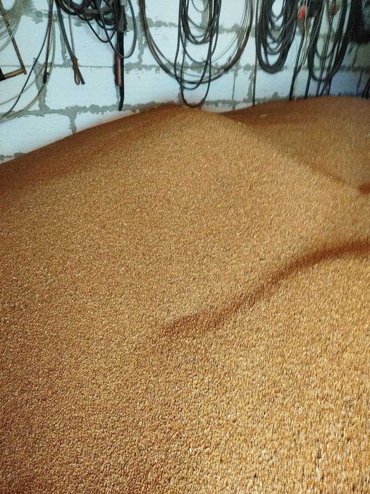 продам пшеницу урожай 2025