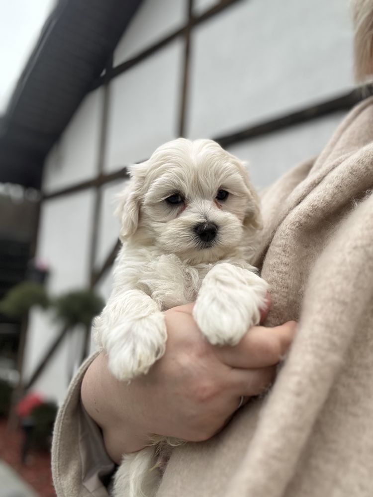 Мальтипу ф1 міні хлопчик грайливий