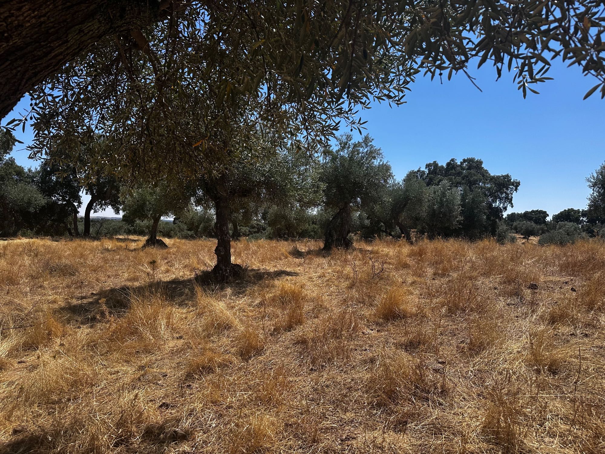 Terreno Rustico com Oliveiras - Zebreira