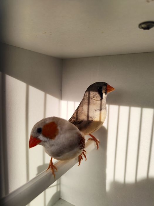 Zeberki papugi faliste tęczowe