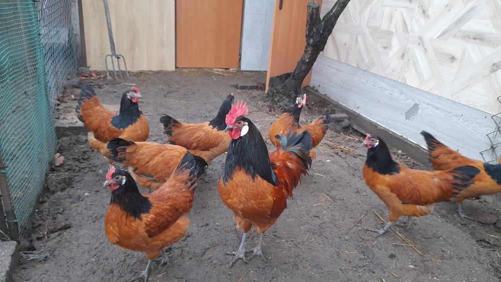 Jaja lęgowe Amrock + 7  ras