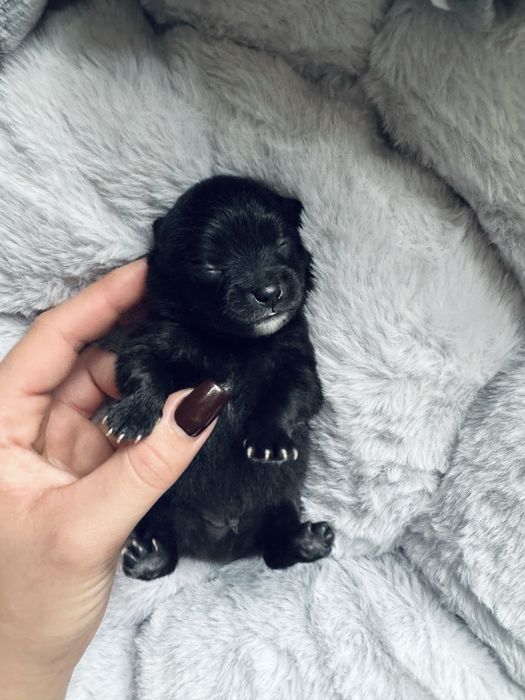 **Scooby** Szpic miniaturowy, Pomeranian piesek