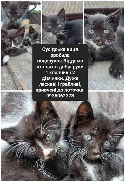 Віддам в добрі руки кошенят