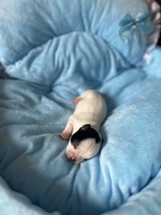 Chihuahua chlopczyk xxs