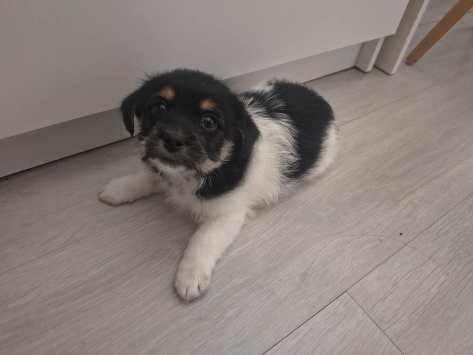 Oddam pieski w dobre ręce