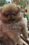 Pomeranian suczka szpic miniaturowy