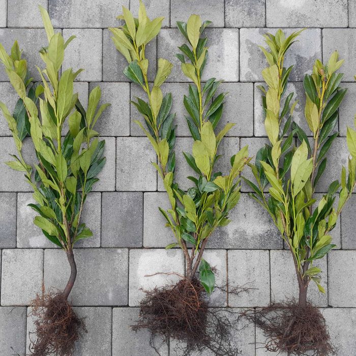 Laurowiśnia wschodnia Caucasica, Novita! Sadzimy! Prunus! 150 cm!