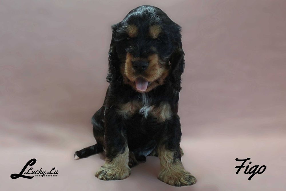Szczenięta Cocker Spaniel Angielski - hodowla LUCKY LU