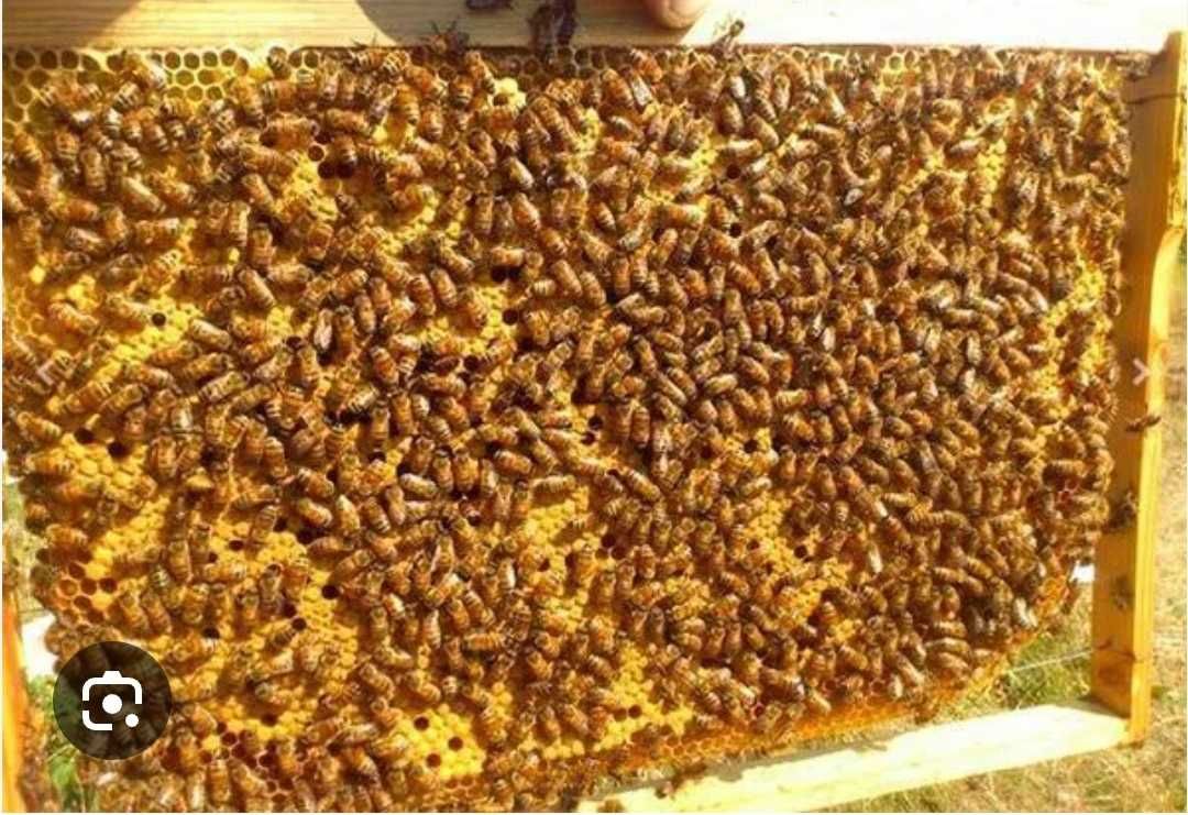 Продам бджоло пакети