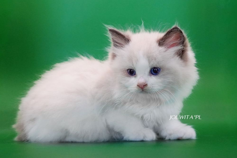 Kocurek ragdoll seal bikolor
