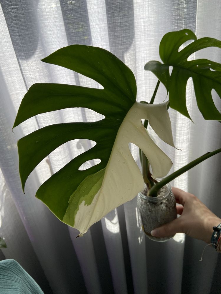 Corte de Monstera Variegata