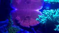 Akwarium morskie koralowiec Montipora sp super red
