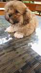 piesek shih tzu piesek